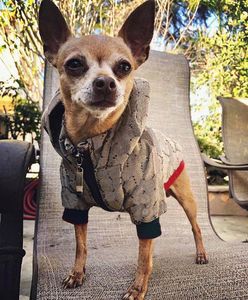 Pies odzież zimowy płaszcz zimowy ciepły bawełniane wyściełane zwierzęta bluzy regulowana kurtka dla małych średnich dużych psów ropa para perros