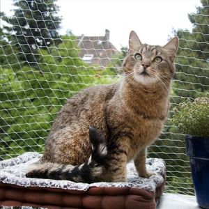 犬の襟のleashesペットの保護ネットカバー猫の保護プラスチックの頑丈な安全な金網の窓が落ちるのを防ぎます