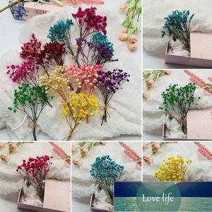 Decorative Flowers & Wreaths Bouquets Mini Dried Flower Preserved Bouquet Pography Po Backdrop Home Decoration Factory price expert design Quality Latest Style