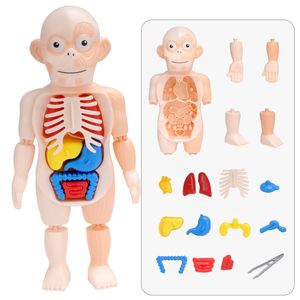 Kid Montessori 3D Pussel Människokropp Anatomi Modell Utbildningsarbete Orgelmonterat Toy Body Organ Lärningsverktyg för barn