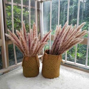 Real Pampas Grass Rabbit Tail Bunch Natural Plants Reed Home Decor Dried Flowers Phragmites Ornamental Wedding Party Decoration 210706