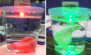 Wholesale tea light candles colors for sale - Group buy LED Tea Light Festival Decor Waterproof Floral Round Multi Colors Submersible Lights Battery Operated Candle Lamp for Party