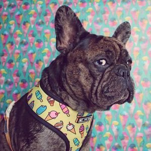 Fransk Bulldog Harness Printed Engelska Bulldog Frenchie Reversible Harness Puppy Small Dogs Vest för Pug Walking Training 210712