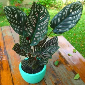 Garden Decorations 400 PCS Calathea Grass Flower Seeds for Bonsai Plants Purify The Air Absorb Harmful Gases Natural Growth Variety of Colors The Budding Rate 95%