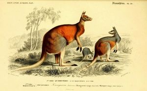 Wholesale vintage wall posters for sale - Group buy Wall Stickers Kangaroo ZOOLOGICAL Vintage Animal Art Silk Poster Print x36inch