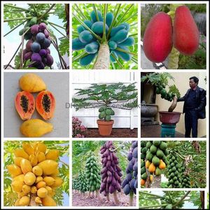 Andra trädgårdsmaterial Patio Lawn Home 20st Papaya Fruit Tree Sphetsfrekvensen 95% Blommor Färska frön för uteplats Bonsai Plants Organic