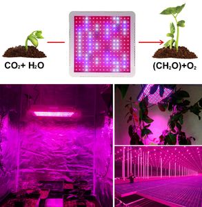 Spettro completo della luce di coltivazione a LED da 2000 W per piante Idroponica in serra Coltiva la lampada per la semina di fiori per piante da interno