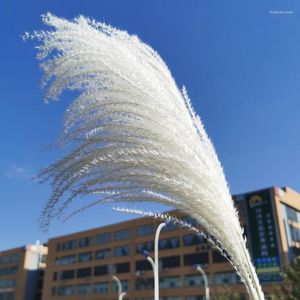 Flores decorativas grinaldas 15pcs pampas plantas de grama pequenas bulrush edding decoração de casamentos decoração para decoracion pantas