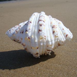 Natural Craft 821cm Big Shells Home Furnishing Marine Sea Decor Giant Clam Conch Fish Tank Ornaments Shell Decoration Y200917