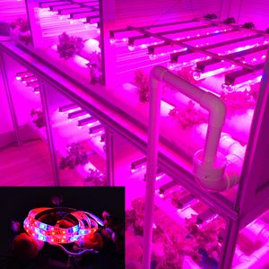 LED de espectro completo Grow Light Phytolamp 5m 10m LED Faixa 12V Flor Phyto Lamp para plantas Planta de tenda de estufa