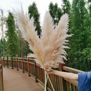 Decorative Flowers & Wreaths 115cm Decoration Dried White Brown Grey Large Pampas Grass For Home Or Weddings DecorationDecorative