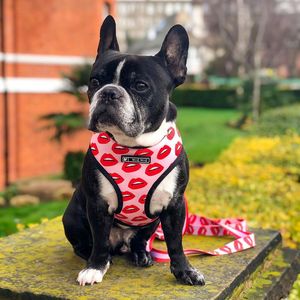 Pet Dog Harness Leash مجموعة متوسطة صغيرة جديدة شفة وردية فرنسية Leases Pug Red Lips Pet Harness Vest Leash Pet Acessorios 0622