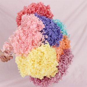 20-25cm Head Natural Preserved Anna Hydrangea With Stem Eternal Display Flower Bunch For Wedding Home Decoration Accessories 220408