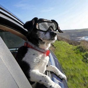 Mittlere modische Haustier-Hundebrille, große Hunde-Haustierbrille, Haustierbrille, wasserdichte Hundeschutzbrille, UV-Sonnenbrille