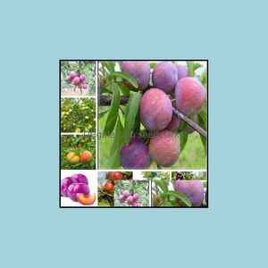 Other Garden Supplies Patio Lawn Home Seeds Red Rose Plum Bonsai Organic Vegetables Sweet Delicious Tree Fruit Edible Pots Succent