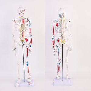 Anpassad skelett mannequin mänsklig vuxen vit skelett undervisning ryggrad hela kroppen mikro totalt fog för display