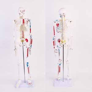 Manichino Scheletro Personalizzato Scheletro Bianco Adulto Umano Insegnamento Colonna Vertebrale Corpo Intero Micro Giunto Totale Per Display