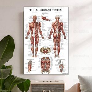 絵画筋肉システムポスター人間の解剖学図表HDキャンバスプリント壁アート絵画看護学校の看護学生のためのエッセンシャル