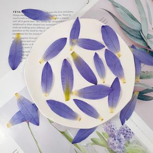 Decoratieve bloemen kransen natuurlijke waterlelie geperst paarse lotusbloemblaadjes gedroogd voor hars diy telefoon case plakboek huis bloem decoratie