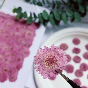 Dekorativa blommor kransar 500 st/väska lila zinnia pressad torkad harts naturliga blomma smycken po ram tvålljus som gör dekorekorativ