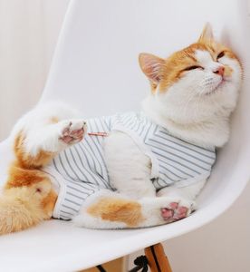 Professioneller Genesungsanzug für Katzen bei Bauchwunden oder Hautkrankheiten. E-Halsband-Alternative für Katzen und Hunde. Tragen Sie nach der Operation Pyjama-Anzüge