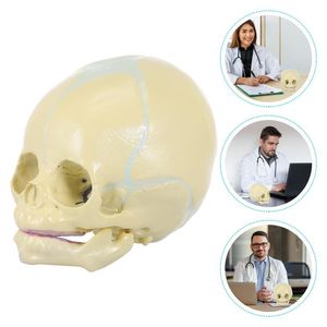 Collane con ciondolo 1pc Modello anatomico professionale Insegnamento Desktop OrnamentPendant