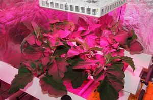 LED Grow Light 300W 600W 1000W 2000W Hydroponic Systems 100x3W Phytolamp防水チップ成長ランプフルスペクトル植物箱屋内照明