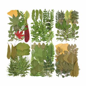 Dekorative Blumenkränze, gepresste echte Blätter, getrocknete Pflanzen, Sortiment, Herbarium, Blatt, Kunstharz, Kunsthandwerk, Kunstbedarf, Dekoration, Schmuck, Einschlüsse