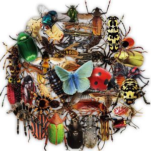 New Sexy 50PCS Insect Cartoon Transparent Stickers Car Motorcycle Luggage Suitcase Laptop Phone Guitar DIY Funny Graffiti Kid Toy Sticker
