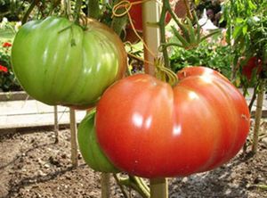 Wholesale tomato plants for sale - Group buy Rare Red Tomato seeds Organic Vegetable Seed garden decoration plant B06