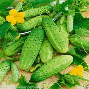 Wholesale vagetable seed resale online - Seeds Cucumber Vnuchok F1 Organic Russian Hybrid Vegetable Variety S030