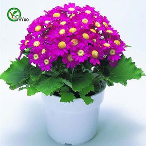 Mix Cineraria Seeds Bonsai Seeds Garden Plants Flower Seeds Annual Herb 30 Particles / lot H024