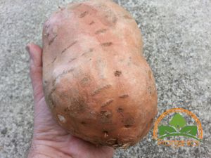 Wholesale vagetable seed for sale - Group buy Sweet Potato Batata Mameya by Prorganics T011