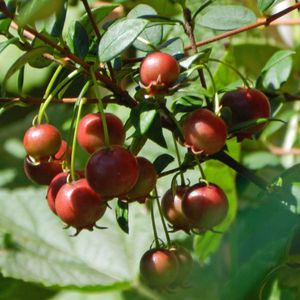 Wholesale strawberry seeds for sale - Group buy pomegranate SeedsBonsai tree Strawberry Myrtle Seeds garden decoration plant B223