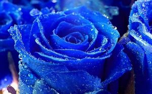 3D Anpassad tapet Blue Rose TV Wall Wallpaper 3D Väggmålningar Bakgrund för vardagsrum