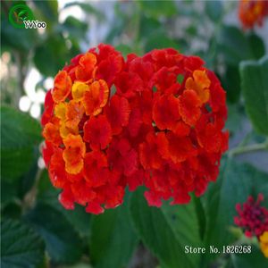 Rare vivace herbes magnifique Bonsa/ï plante pour jardin en pot 3 graines 100 pcs//lot Lantana camara graines de fleurs Nouvel arrivage !!