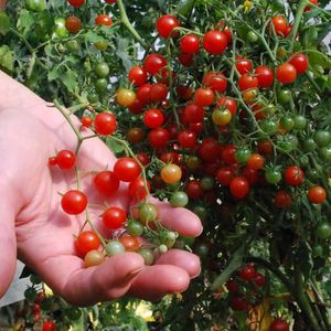 Spedizione gratuita italiano Albero di pomodoro semi di ortaggi Bonsai giardino Cottage