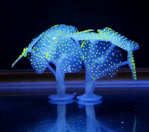 Sucker Coral Aquarium Corallo artificiale Pianta in silicone con ventosa Ornament Water Landscape Decor Fish Tank Accessori per acquari G952