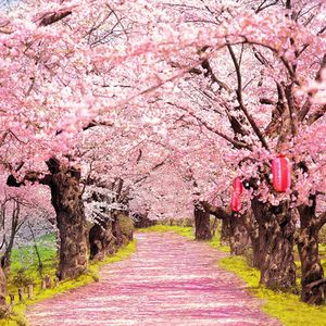 Sfondi di servizi fotografici con fiori di ciliegio rosa Alberi secolari con lanterne rosse Sfondi panoramici per esterni Fondali per fotografia di matrimonio romantico