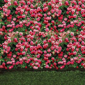 ピンクの花の花の壁の結婚式の写真背景緑の芝生の床の屋外の風光明媚な壁紙花の庭の写真の背景スタジオのための背景