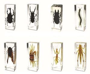Bugs Insekten Kinder großhandel-Echte D Pädagogisches Insekten Specimem ToysGifts Acrylharz eingebettete Bugs sammeln transparente Maus Papiergewand Kids Science Lernkits