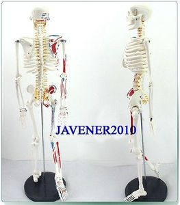 Großhandel - 85 cm menschliches anatomisches Anatomie-Skelettmodell, Muskel + Ständer, flexibel