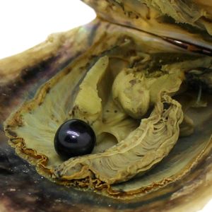 Ostrica di acqua di mare di ostrica di perle di conchiglia akoya all'ingrosso, la perla è rotonda di grado 6-7mmAAAAA (nessuna macchia) # 6 perla nera (spedizione gratuita)