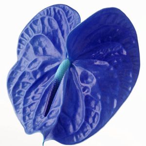 wholesale100/bag Rare Flower Seeds Blue Anthurium Andraeanu Seedsplant bonsai