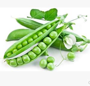 Sementes De Legumes Bonsai venda por atacado-Semente vegetal alimentos suprimentos Ervilhas Semente Verde Bonsai planta de jardim não GMO orgânica Sementeira de Outono