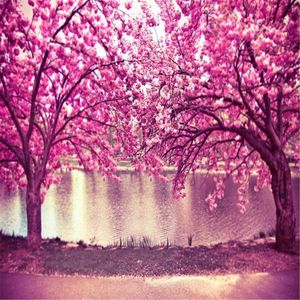 Pink Cherry Blossom Trees Flowers Photo Background Spring Scenic River Photography Back Drops Outdoor Wedding Backdrops