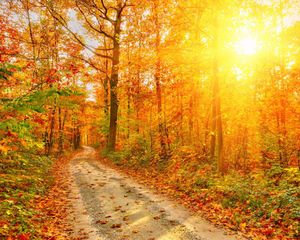 Herbst-Hintergründe für die Fotografie, Landstraße, wunderschöne orange-rote Ahornblätter, Sonnenschein, Herbst, malerische Tapete, Studio-Fotoshooting-Hintergründe