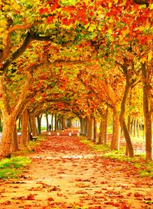 Fall Fotografi Bakgrund Orange Maple Leaves Trees Long Road Höst Scenic Wallpaper Studio Fotografisk Bakgrund Utomhus Foto Bakgrund