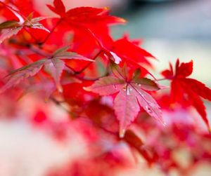 Groothandel30 zaden pack Japanse rode esdoorn boom met hermetisch pakket Zeer mooie jplant bonsai
