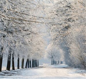 Country Road Winter Fabric Backgrounds Photography Beautiful White Snow Covered Trees Scenic Photo Studio Props Backdrops 10x10ft